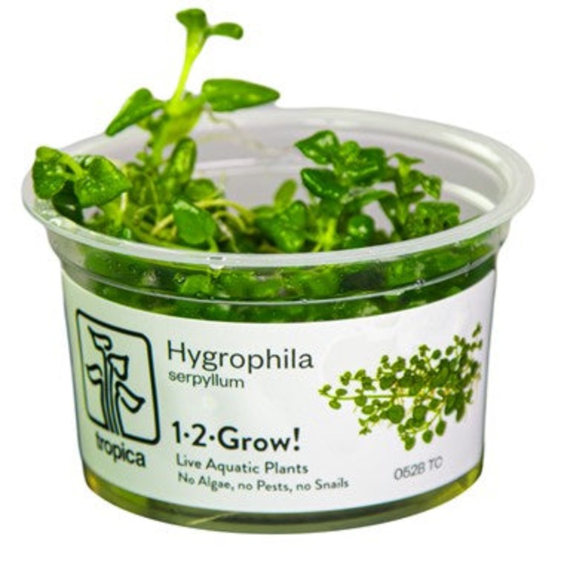 Tropica 1-2 Grow Hygrophila serpyllum