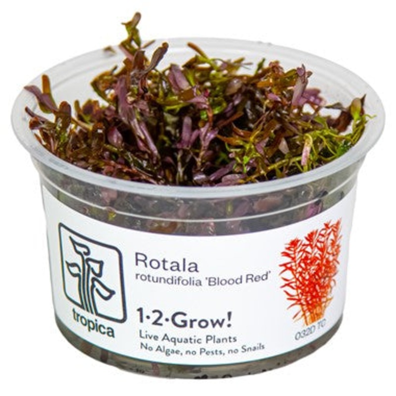 Tropica 1-2 grow Rotala rotundifolia Blood Red