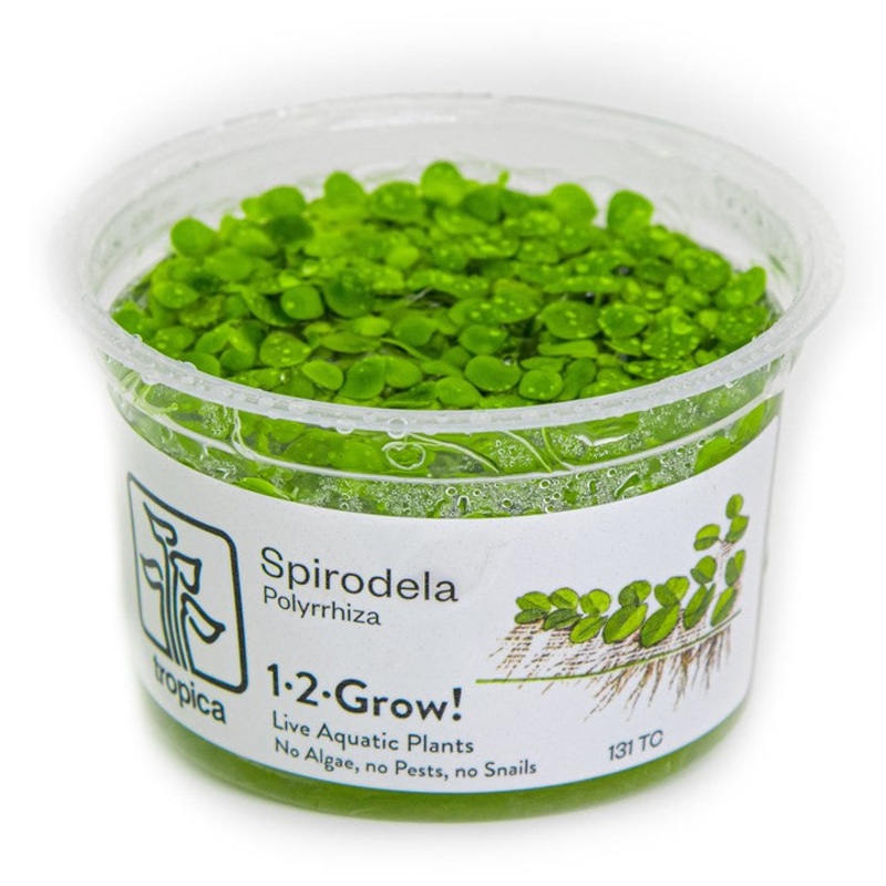 Tropica 1-2 Grow Spirodela polyrrhiza (giant duckweed)