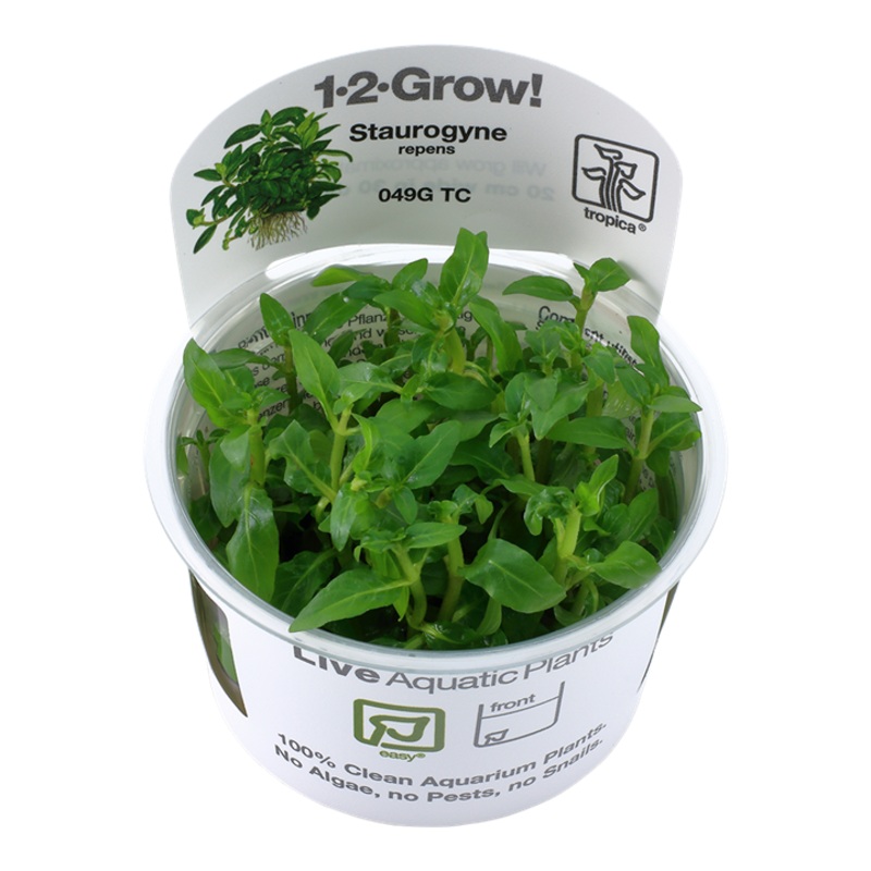 Tropica 1-2 Grow Staurogyne repens