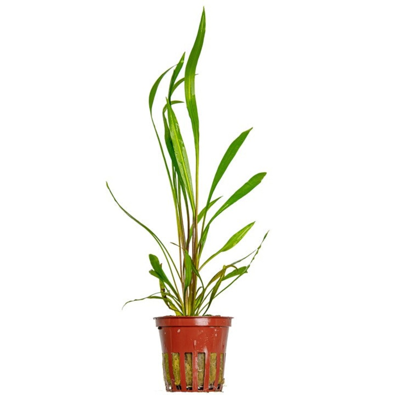 Tropica Cryptocoryne spiralis red