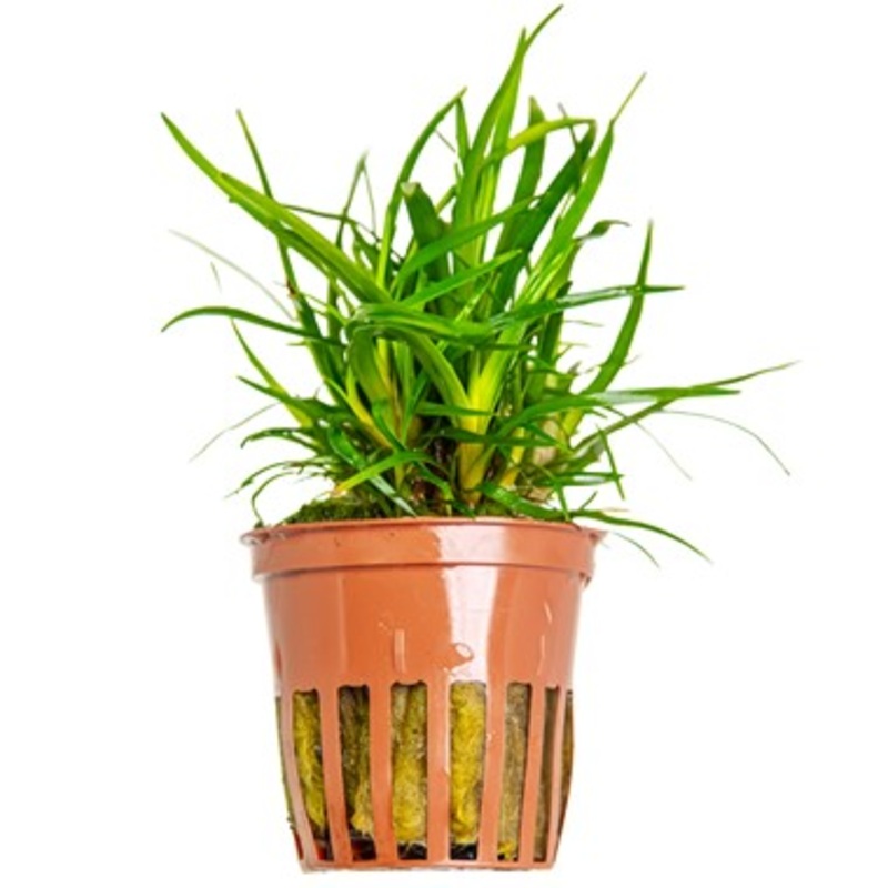 Tropica Eriocaulon Vietnam