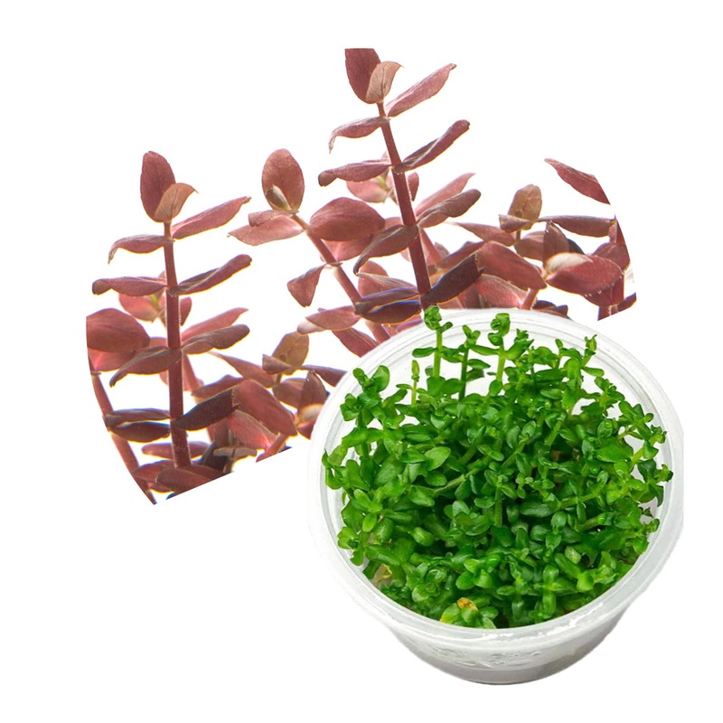 ADA Bacopa salzmannii (Bacopa Purple)