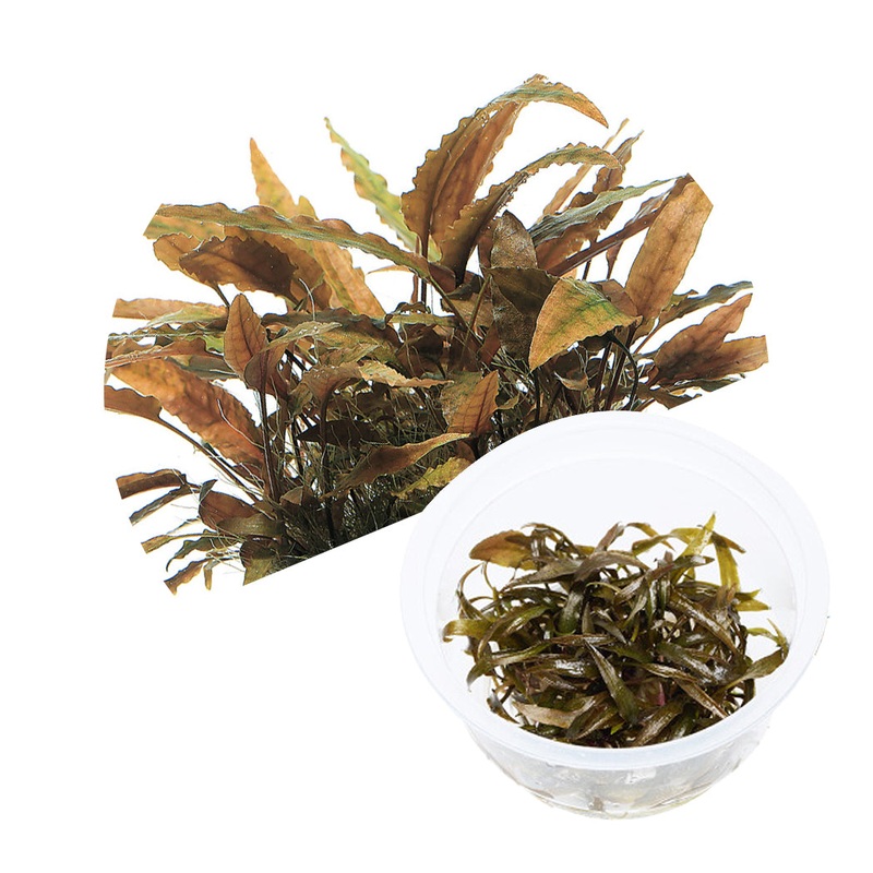 ADA Cryptocoryne axelrodi