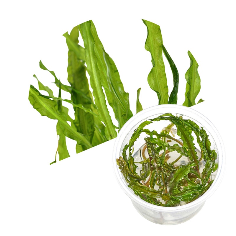ADA Cryptocoryne crispatula var 'balansae'