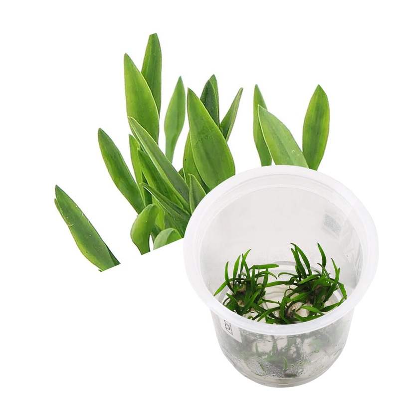 ADA Cryptocoryne parva