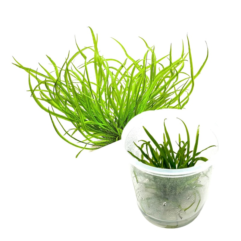 ADA Cryptocoryne spiralis 'Caudigera'
