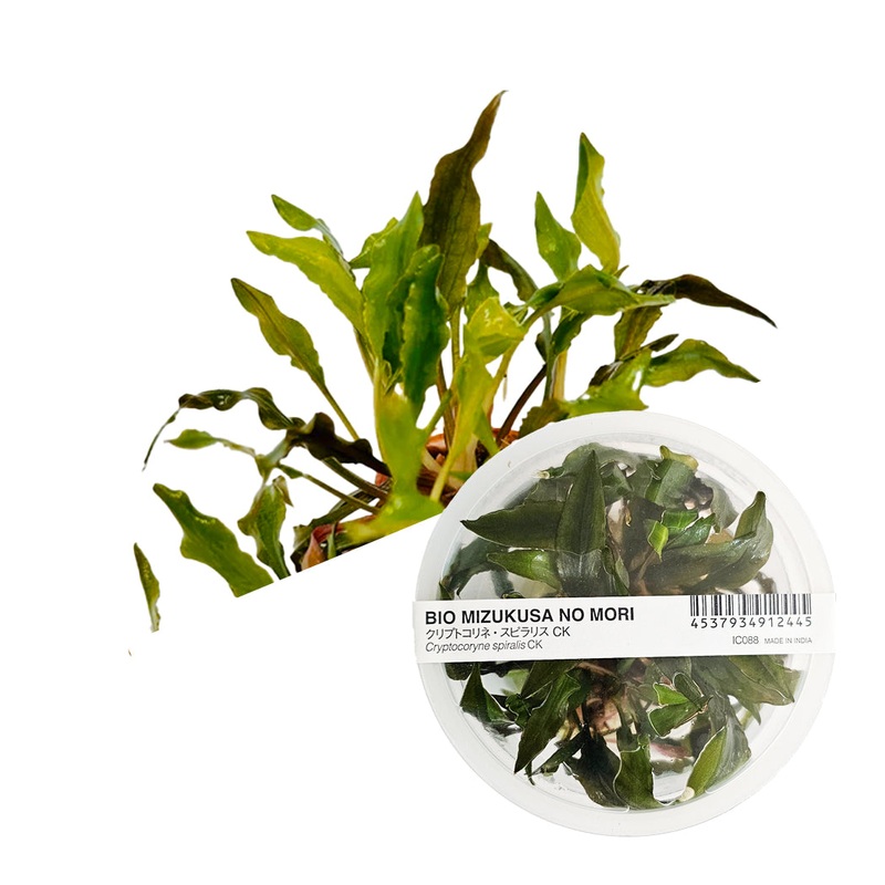 ADA Cryptocoryne spiralis 'CK'