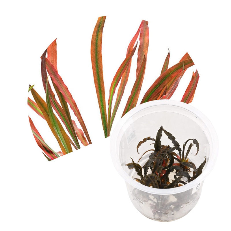 ADA Cryptocoryne spiralis red