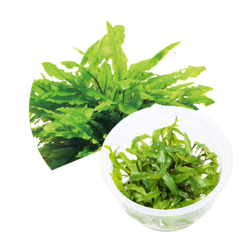 ADA Cryptocoryne wendtii 'Green'