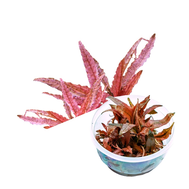 ADA Cryptocoryne wendtii 'Pink panther'