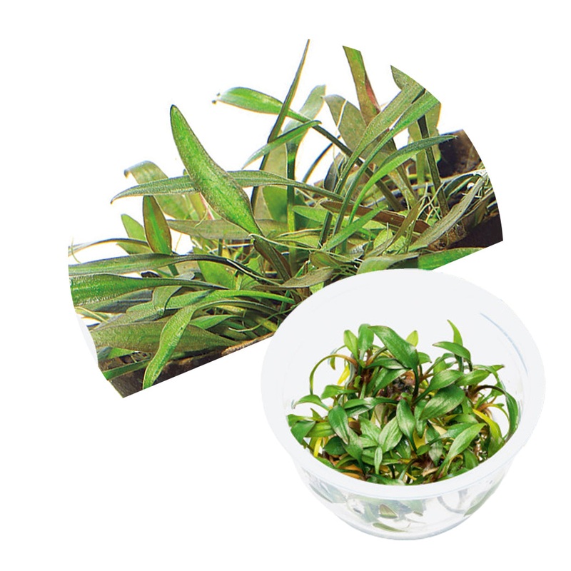 ADA Cryptocoryne x willisii 'lucens'