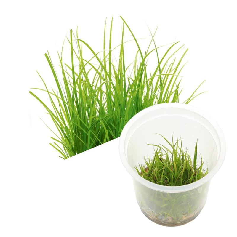 ADA Cyperus helferi