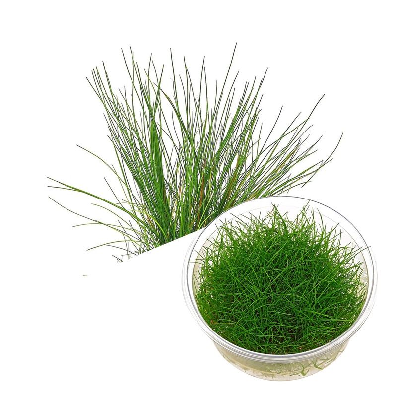 ADA Eleocharis acicularis