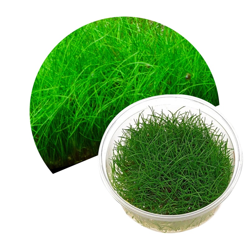 ADA Eleocharis parvula