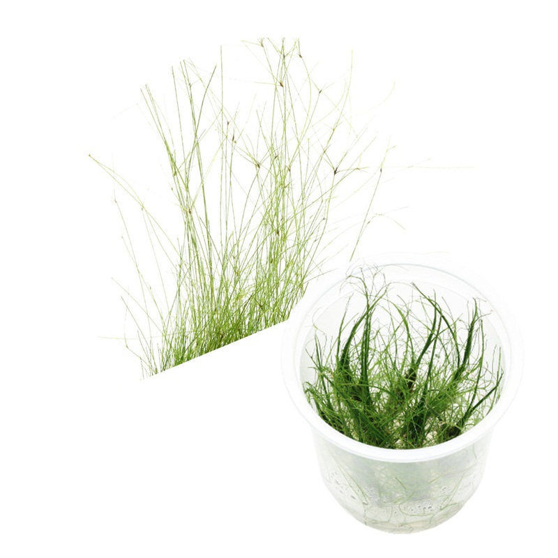 ADA Eleocharis Vivipara