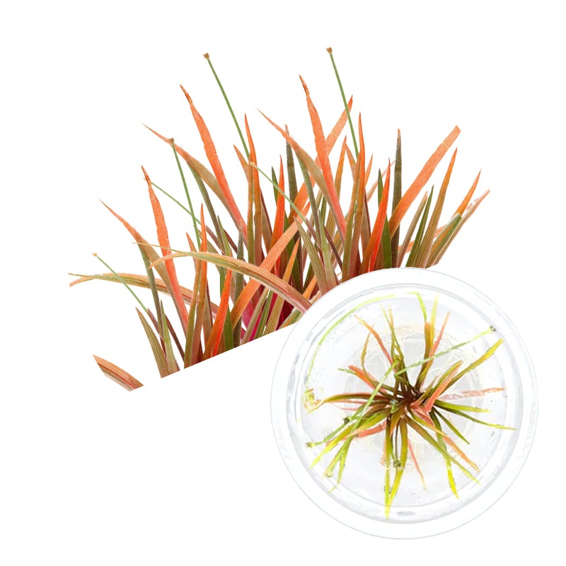 ADA Eriocaulon quinquangulare
