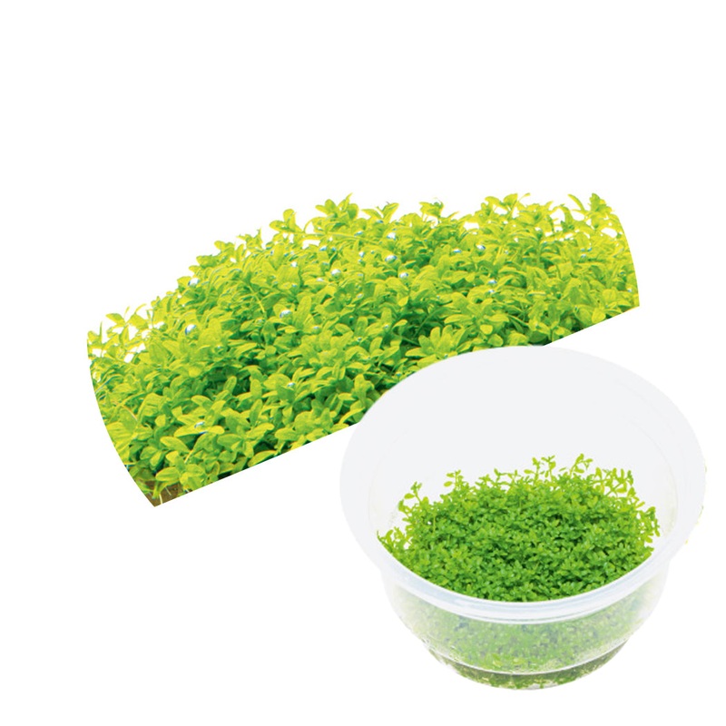 ADA Hemianthus callitrichoides 'Cuba'
