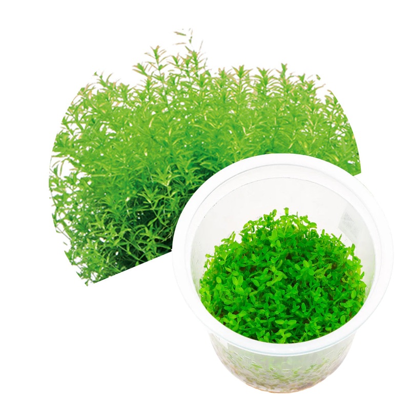 ADA Hemianthus glomeratum (pearl weed)