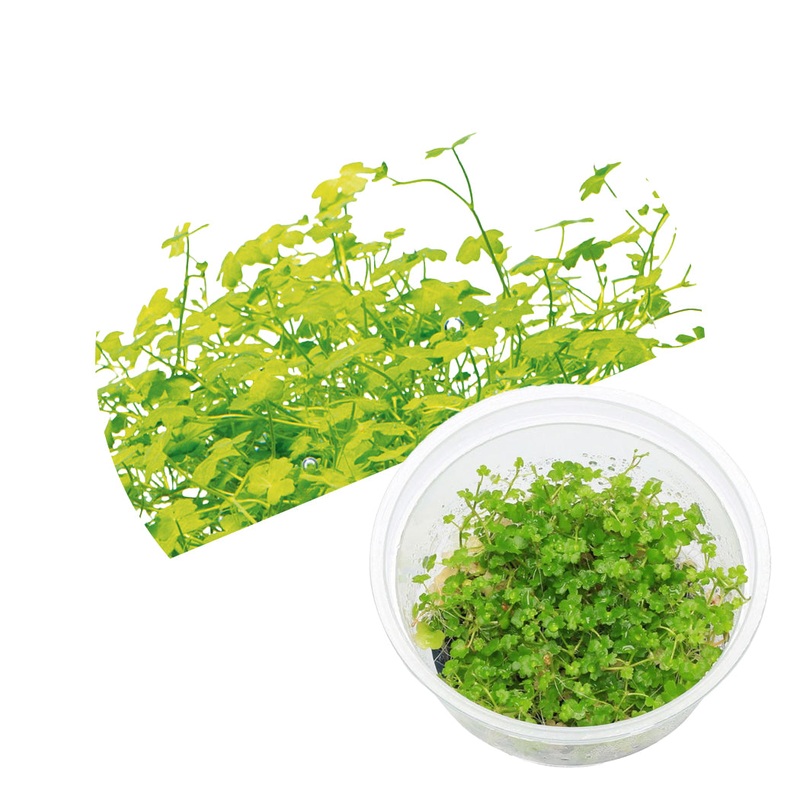 ADA Hydrocotyle tripartita