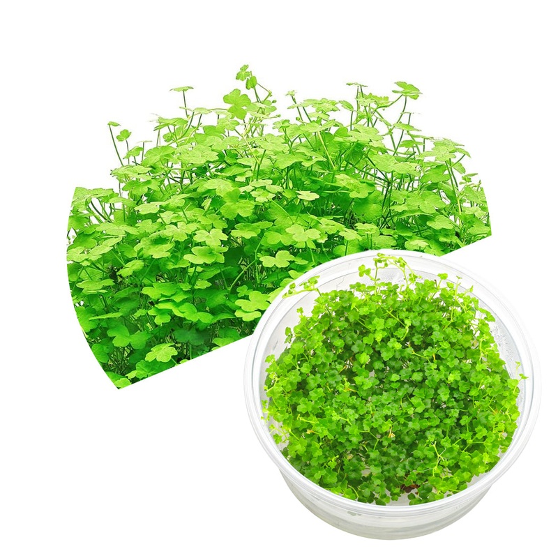 ADA Hydrocotyle tripartita 'Mini'