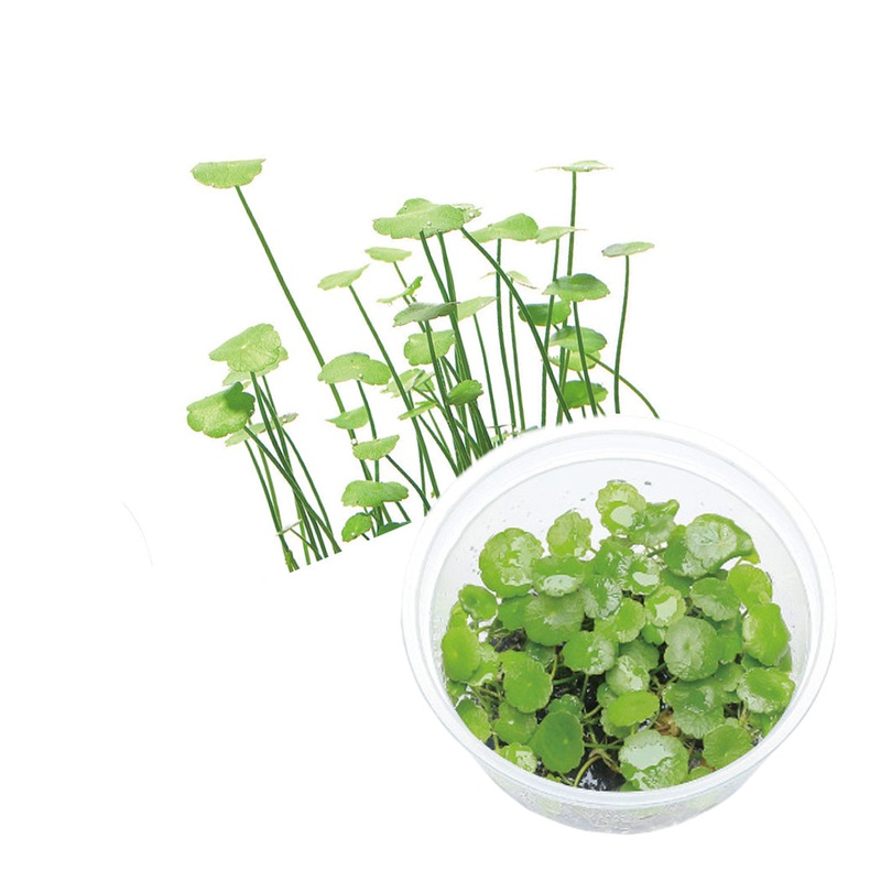ADA Hydrocotyle verticillata