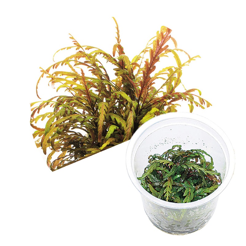 ADA Hygrophila pinnatifida