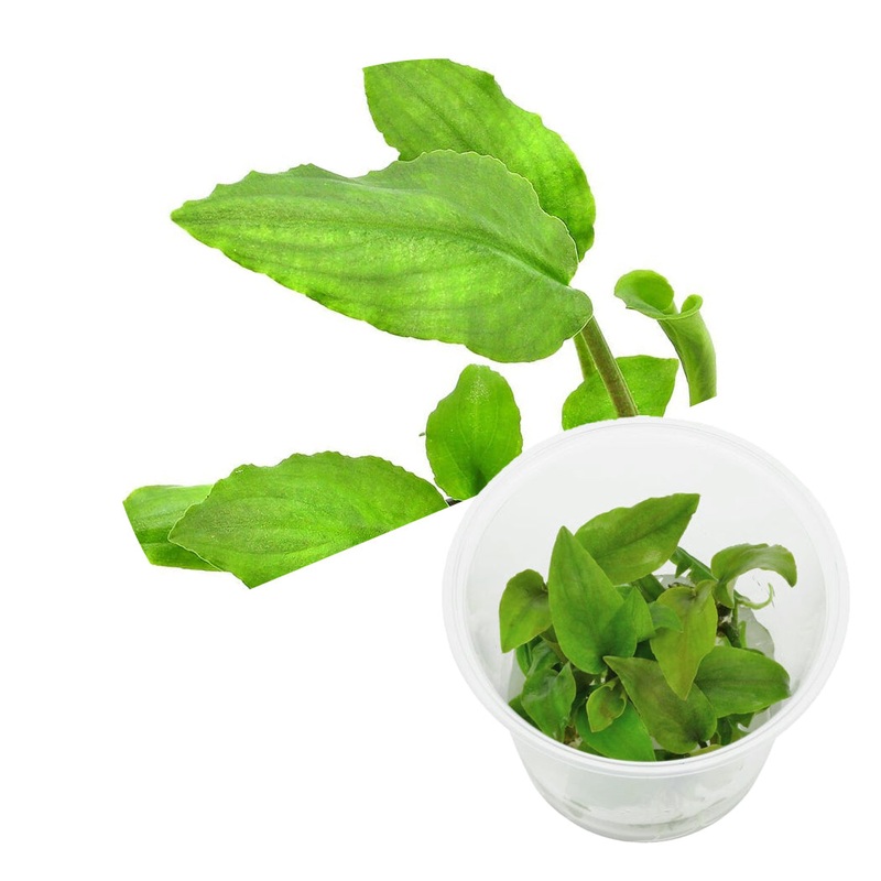ADA Lagenandra meeboldii 'green'