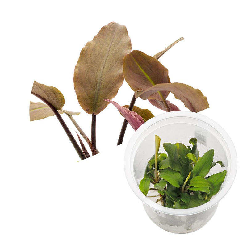 ADA Lagenandra meeboldii 'red'
