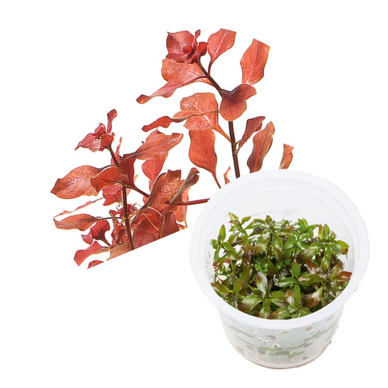 ADA Ludwigia repens 'Super red'