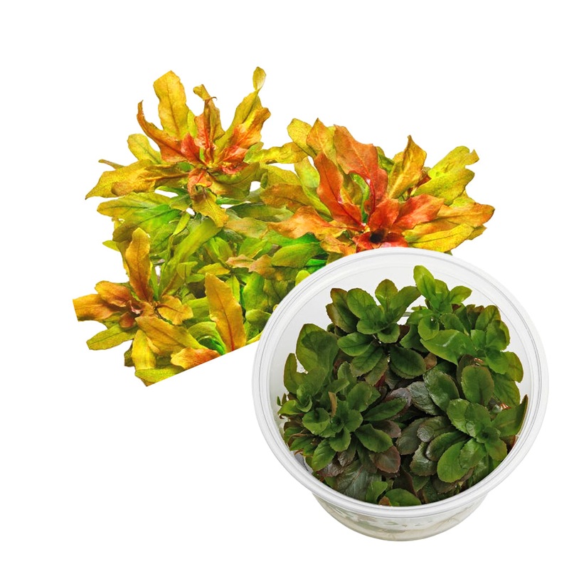 ADA Ludwigia sphaerocarpa