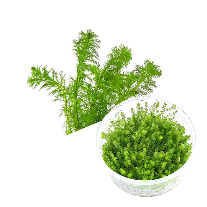 ADA Myriophyllum 'Guyana'