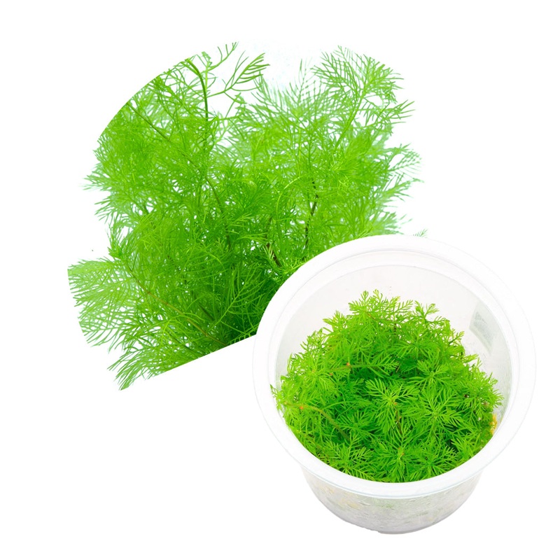 ADA Myriophyllum mattogrossense