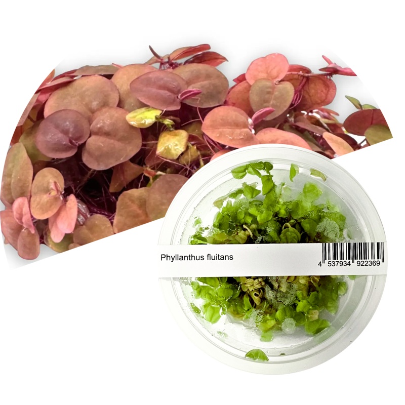 ADA Phyllanthus fluitans (Red Root)