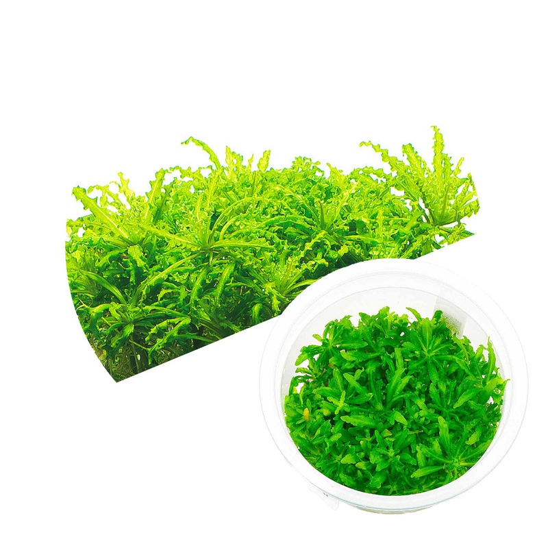 ADA Pogostemon helferi