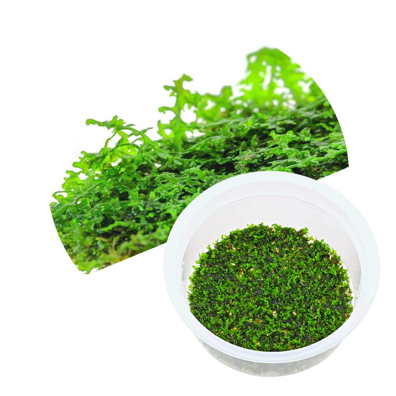 ADA Riccardia chamedryfolia (coral moss)
