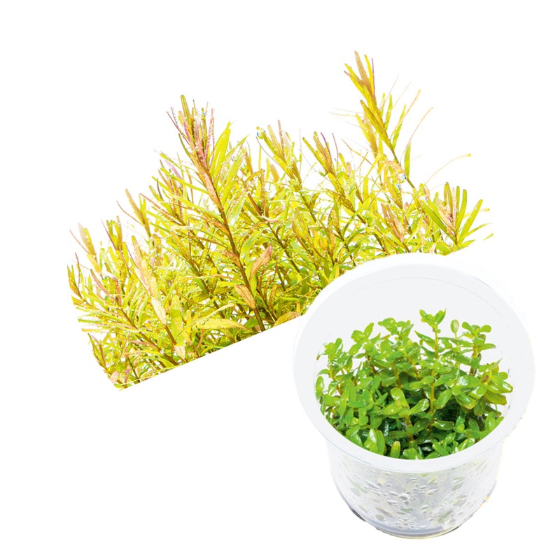 ADA Rotala ceylon
