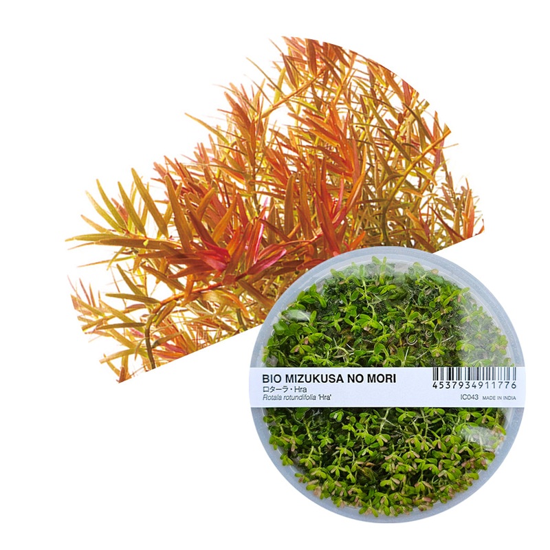 ADA Rotala 'Hra'