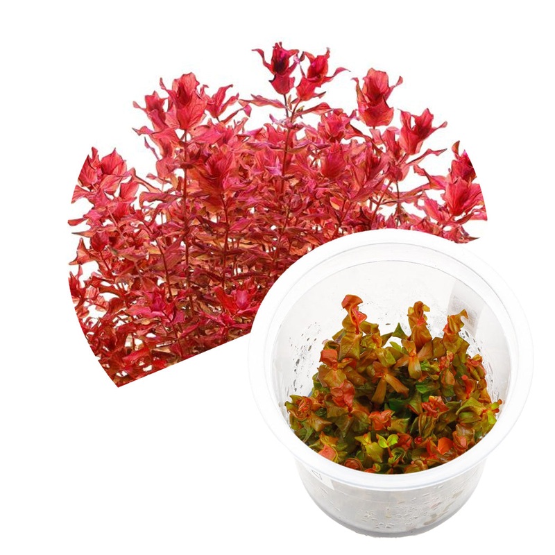 ADA Rotala Macrandra