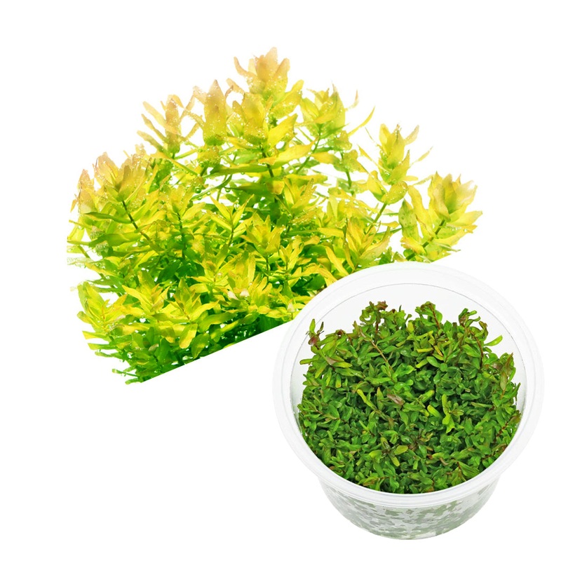 ADA Rotala macrandra Green