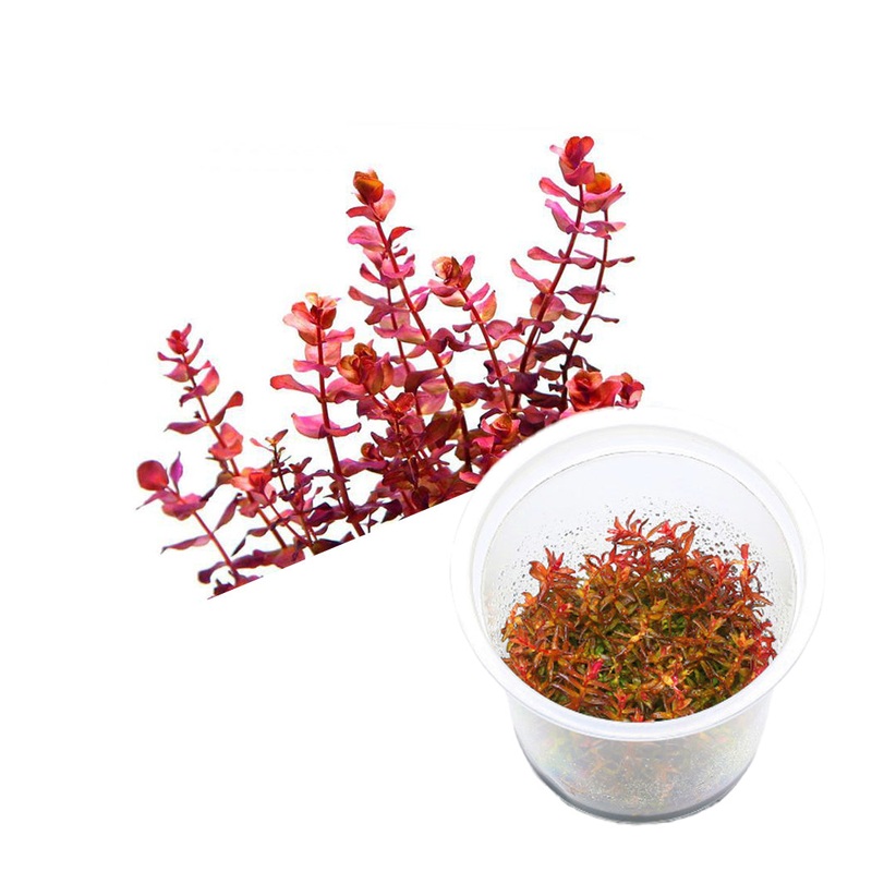 ADA Rotala macrandra sp. Mini
