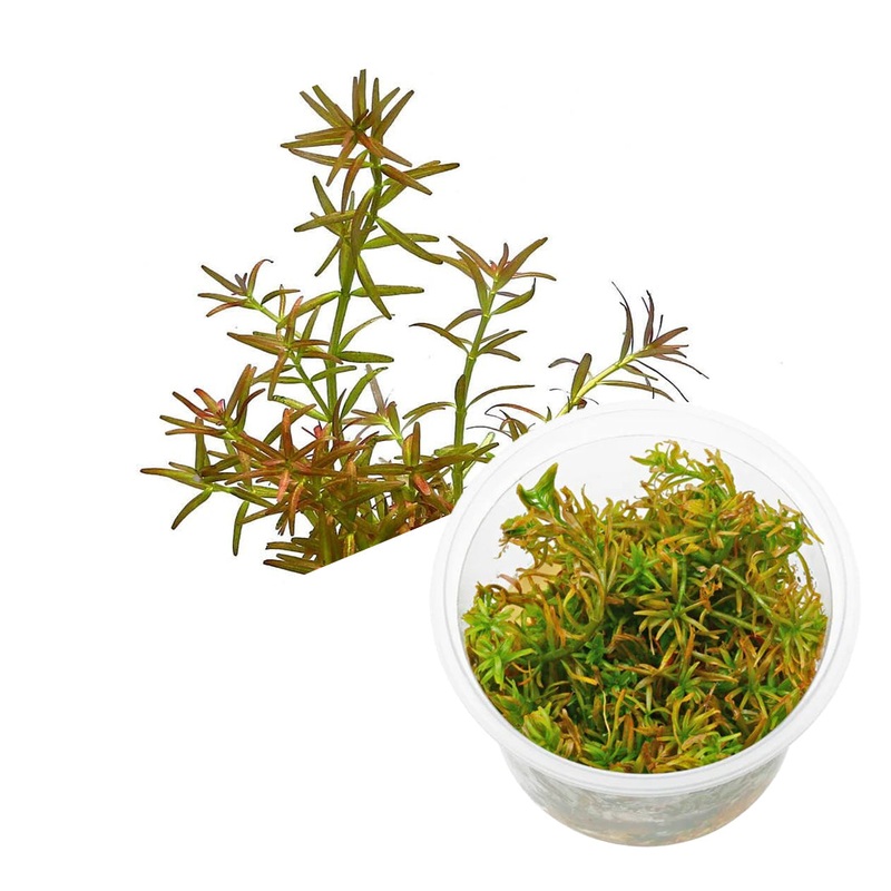 ADA Rotala mexicana 'goias'