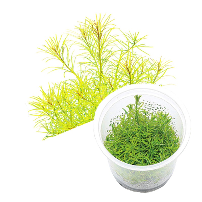 ADA Rotala nanjean