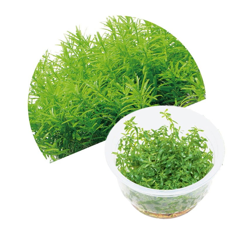 ADA Rotala rotundifoilia green