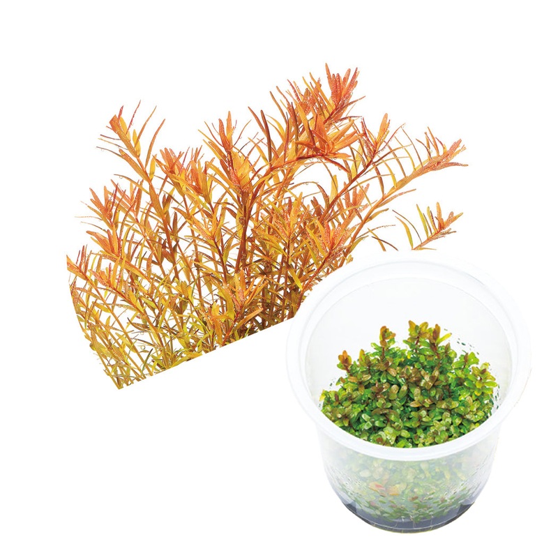 ADA Rotala rotundifolia