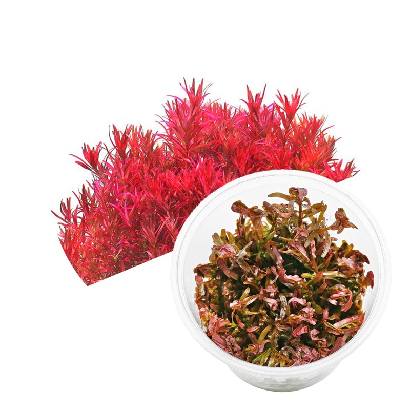 ADA Rotala rotundifolia (Blood red)