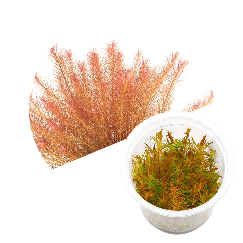 ADA Rotala sp vietnam