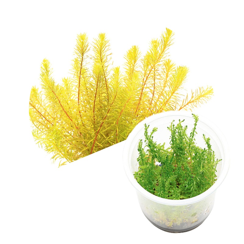 ADA Rotala wallichi 'bangladesh'