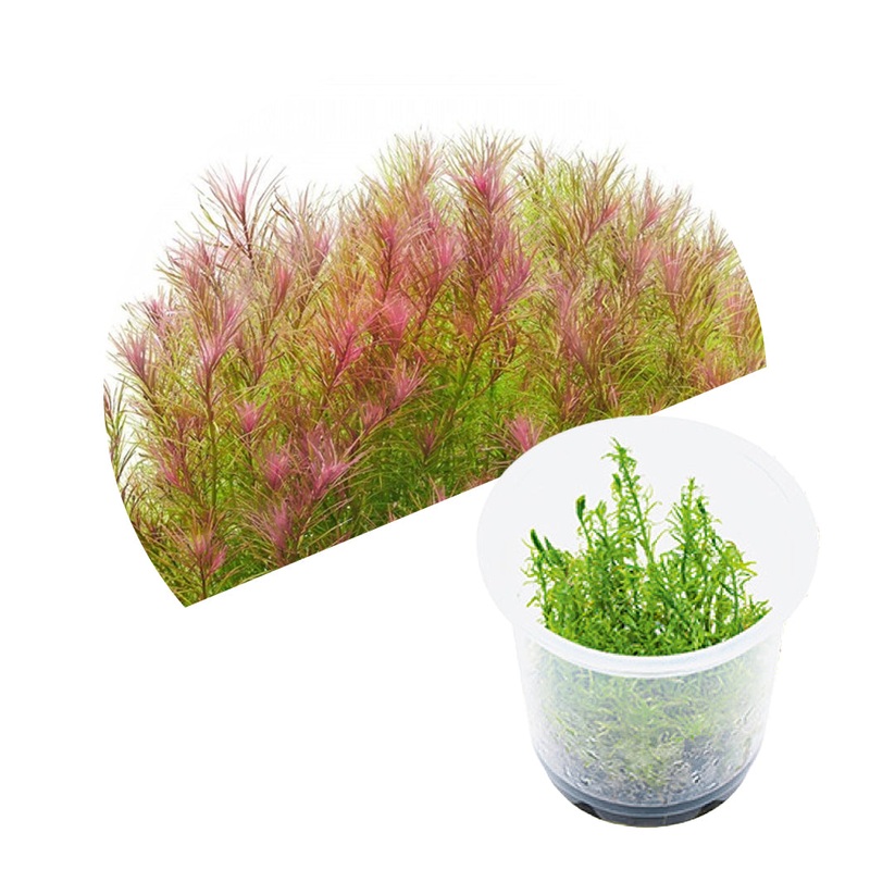 ADA Rotala wallichii 'Long Leaf'