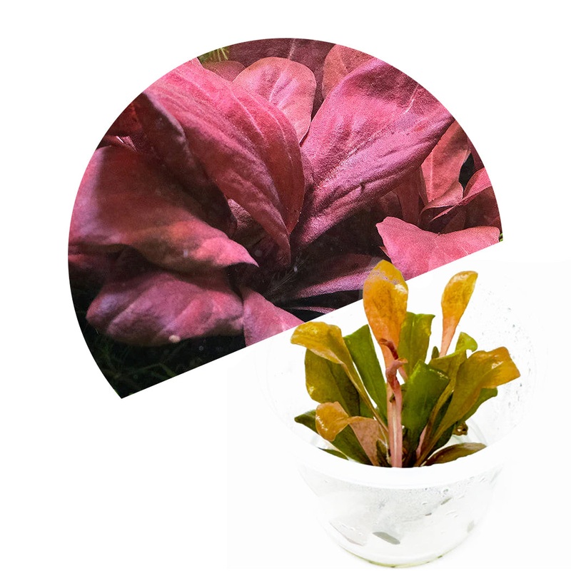 ADA Samolus parviflorus Red
